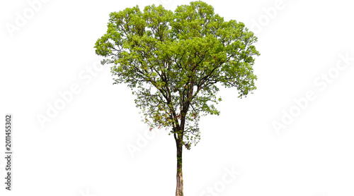 Photos tree, green tree, tall tree, green, tree png  isolated on transparent background