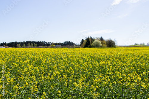 Vibrant yellow canola flower field under a clear blue sky with distant trees and a rural landscape in the background, showcasing agricultural beauty and nature