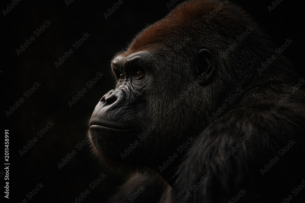 Obraz premium Side profile of a lowland gorilla on a deep dark setting