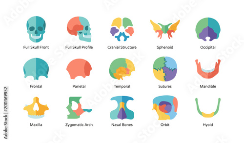 Cranial bone diagrams and skull part icons on white background
