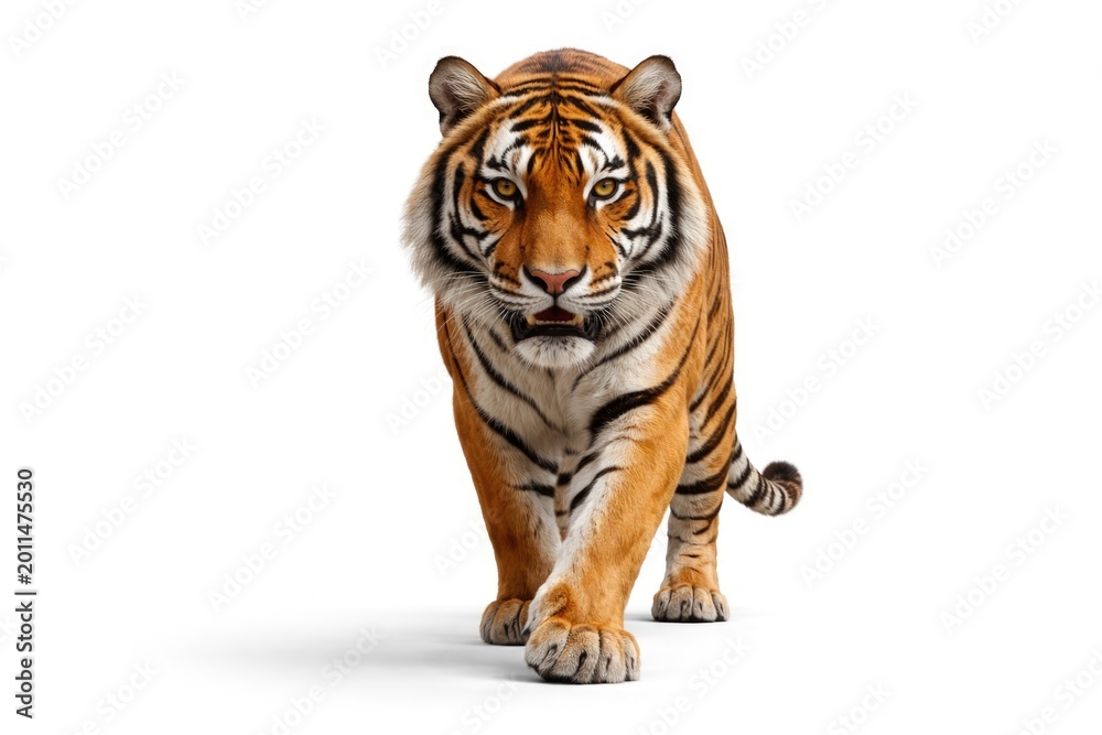 Obraz premium majestic tiger walking confidently on a blank white backdrop