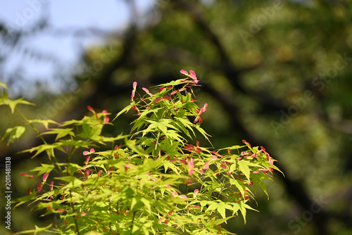 Schilderij op canvas close up red Samaras of green Acer palmatum in sunny day