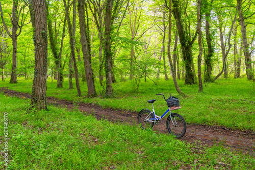 A bike in a green forest