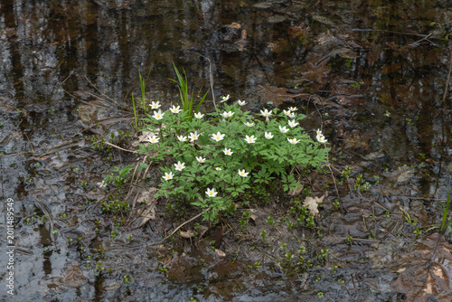 Wood anemone flowers growing in a flooded forest