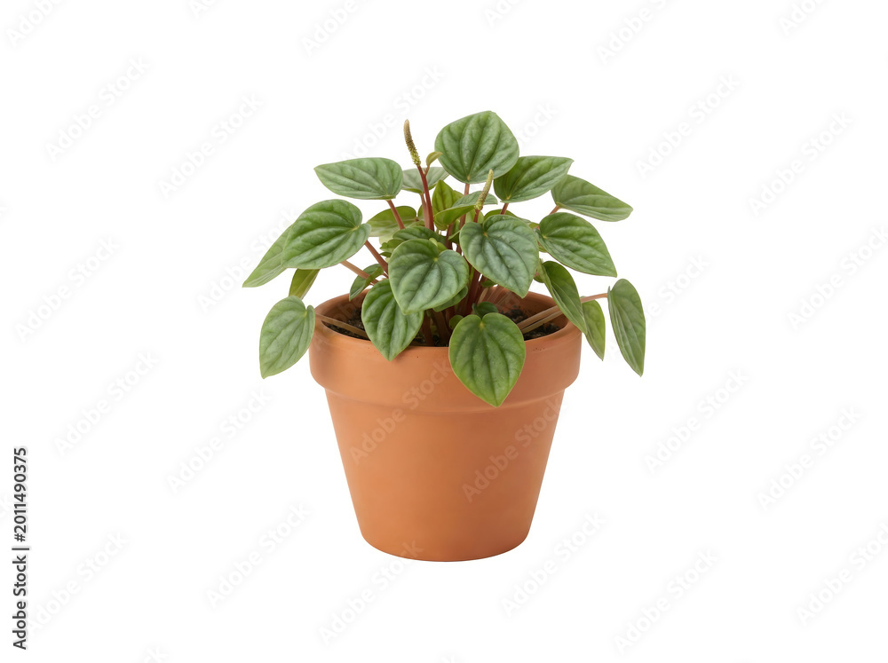 Fototapeta premium Mini-Peperomia caperata