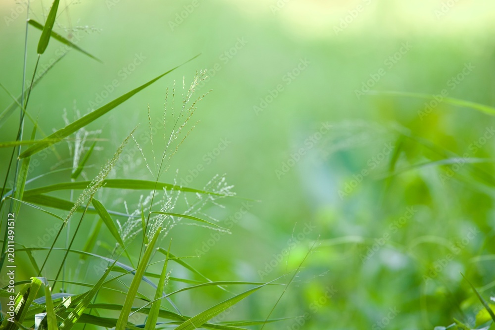 Obraz premium Close-up view of fresh green grass and wild plants with soft sunlight and blurred bokeh background. Natural outdoor scene with calm and peaceful atmosphere,