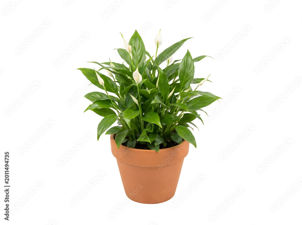 Naklejka premium Mini-Spathiphyllum