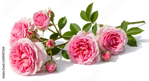 Pink roses on a white background