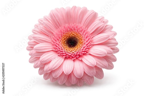 Isolated fresh pink gerbera daisy with intricate petal detail on white backdrop