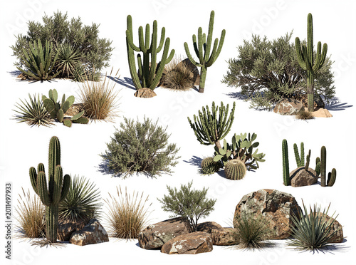 Desert cacti and shrubs grow beside rocks. Various cactus types stand tall and low. Dense green foliage blends with sandy ground. Rock formations frame the arid landscape