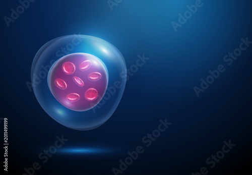 Photography Red blood cells inside stem cell