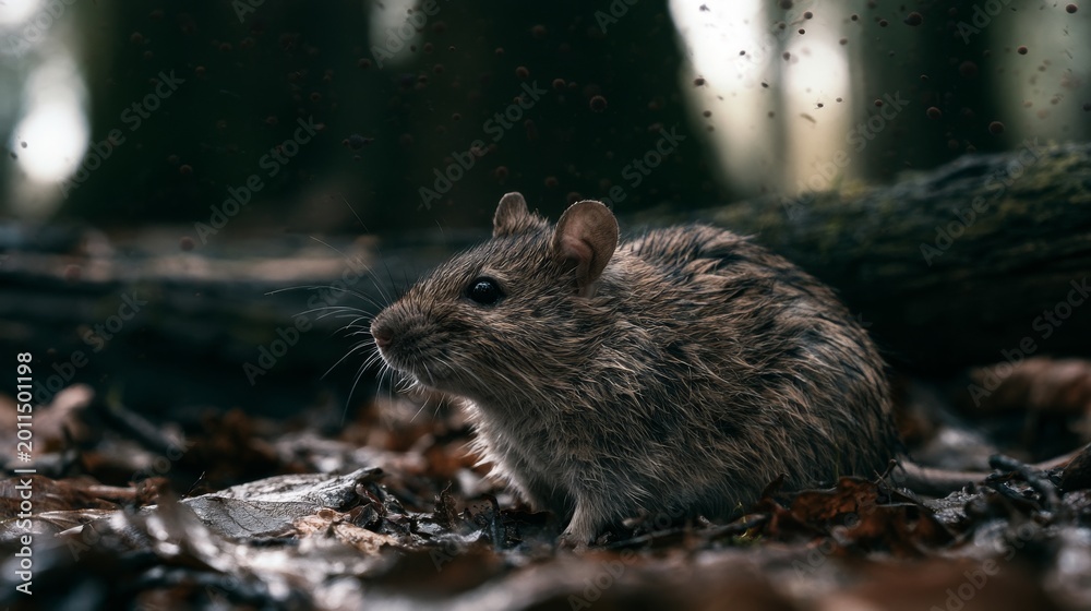 Obraz premium Rodent carrying disease in a natural forest environment