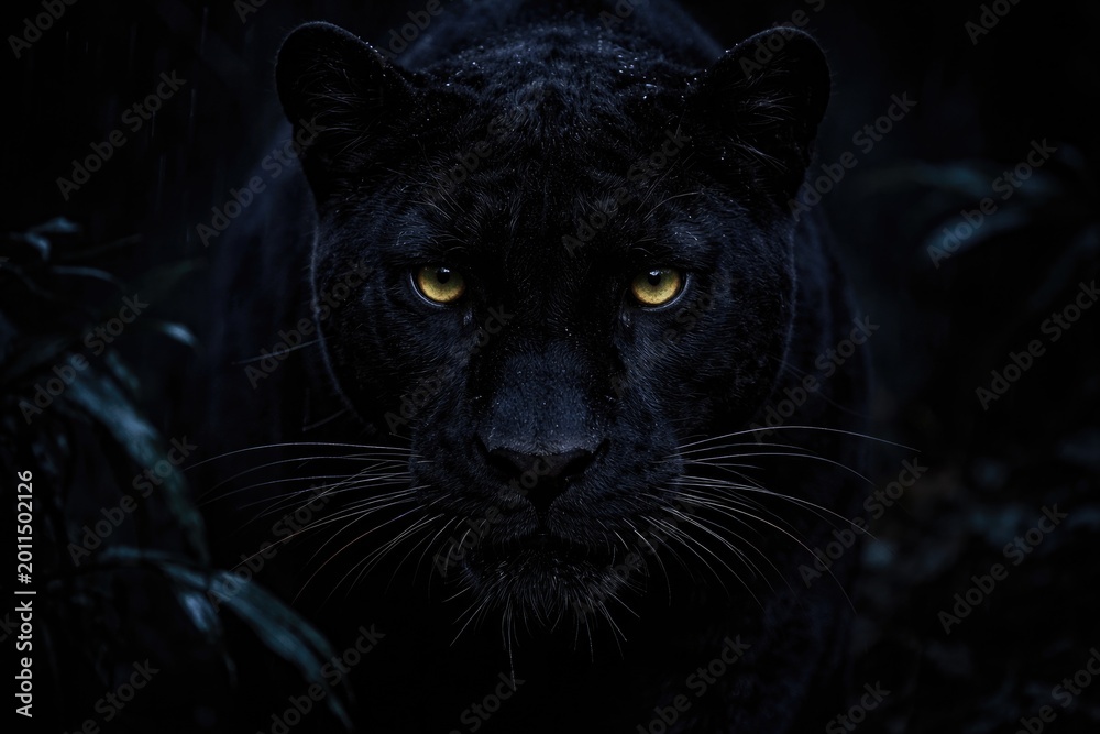 Obraz premium Sinister panther face illuminated in dim nocturnal scene