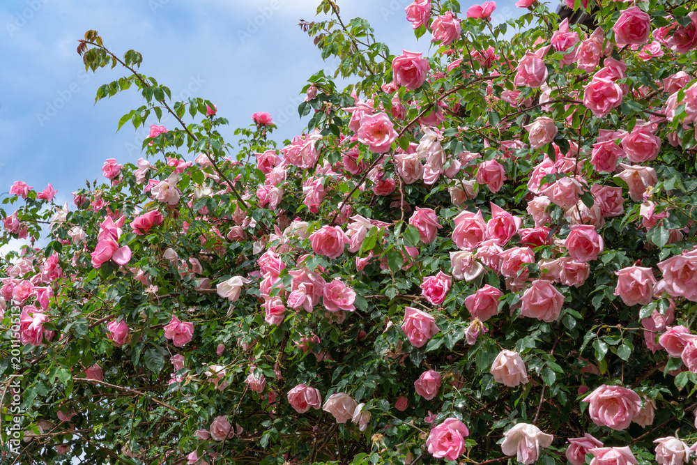 Obraz premium Pink climbing roses blooming against blue sky