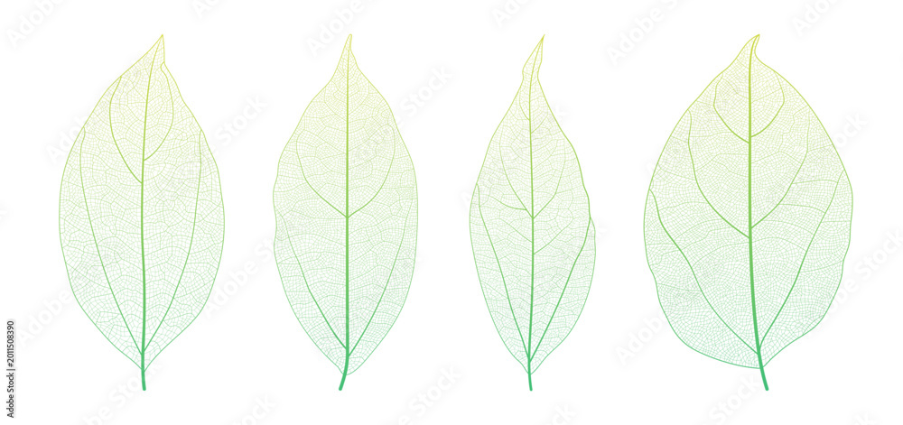 Fototapeta premium Plant leaf vein anatomy reveals intricate networks and cellular texture vector illustration set. Macro closeup of organic botanical pattern with geometric skeleton structure and natural design element