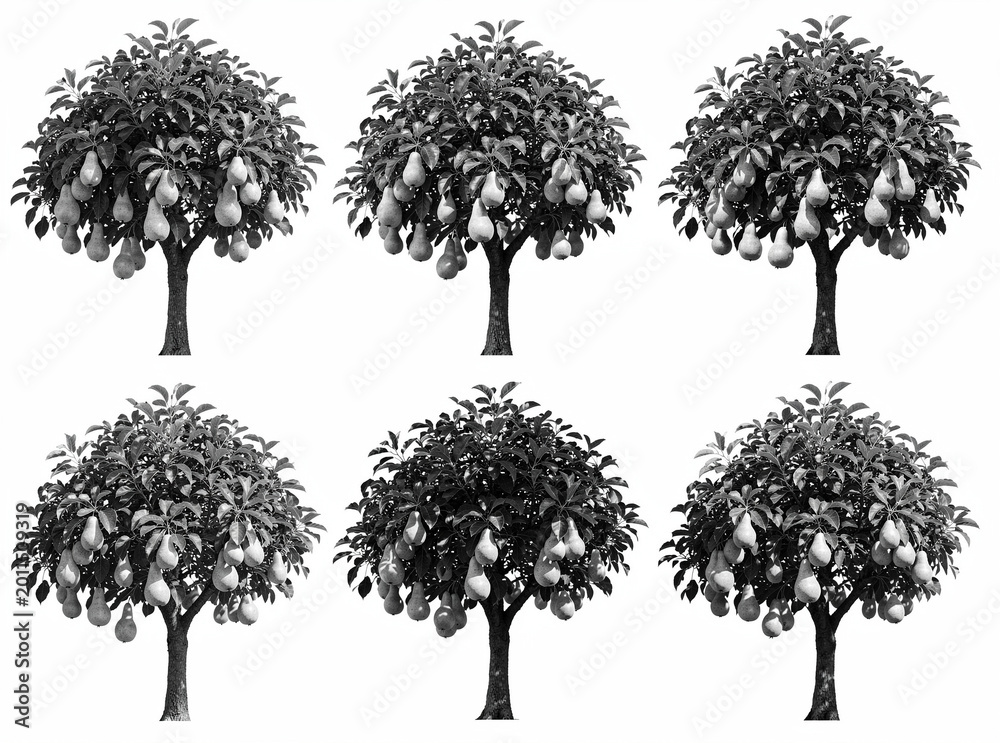 Fototapeta premium Six pear trees in monochrome. Fruit hangs heavy from branches. Dense foliage frames each trunk. Image shows natural abundance. Trees stand evenly spaced. Texture details clearly visible
