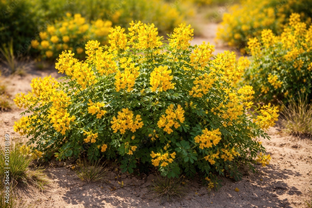 Obraz premium Bushes of blooming Senna with vivid yellow flowers on sandy earth