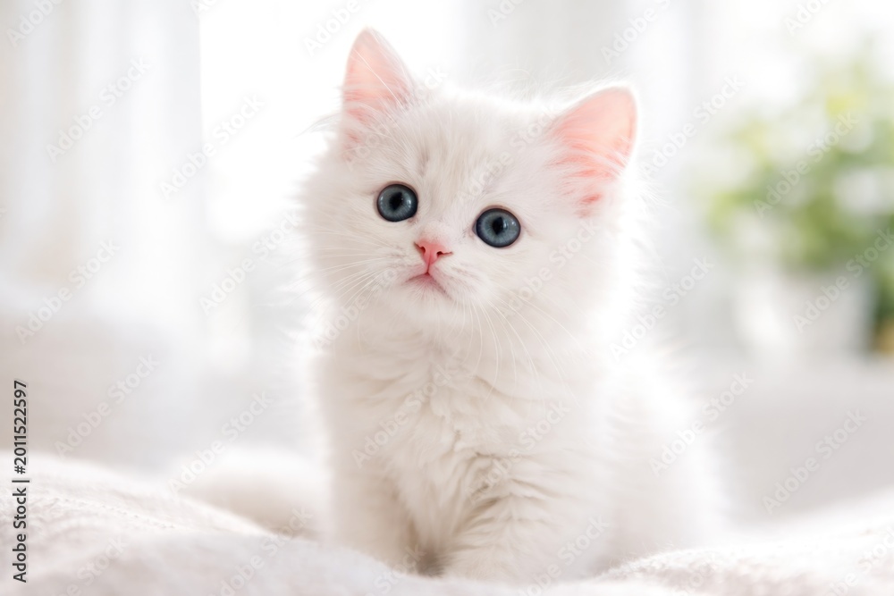 Fototapeta premium Innocent white cat looking curiously in a bright isolated environment
