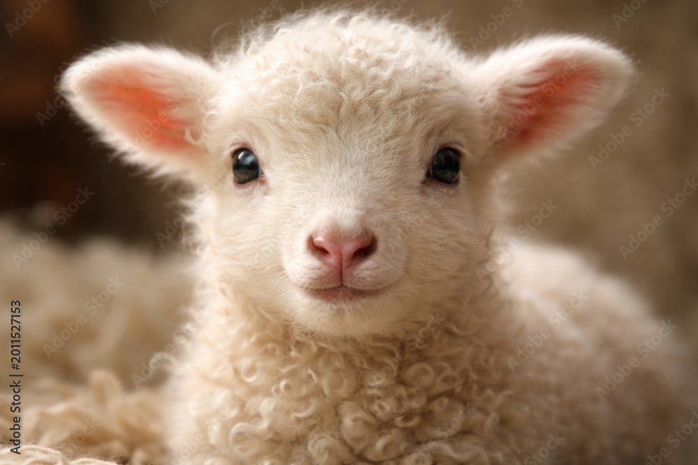 Fototapeta premium Tender newborn lamb showing fluffy coat in tight portrait