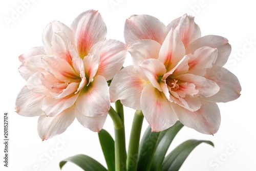 Detailed View of Double Hippeastrum Flowers Featuring Belle Type on Crisp White Backdrop