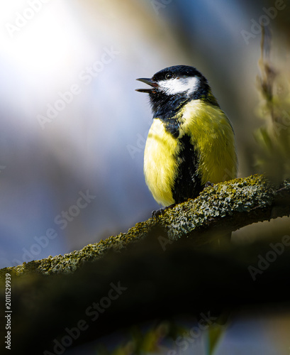 Great Tit bird on a branch