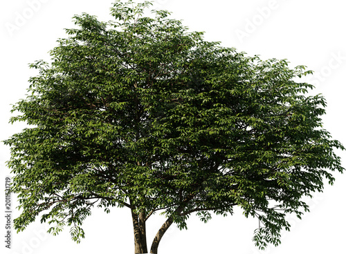 tree, isolated, green, nature, white, plant, branch, leaf, summer, forest, single, oak, leaves, environment, one, trunk, wood, spring, natural, foliage, big, life, growth, season, 3d