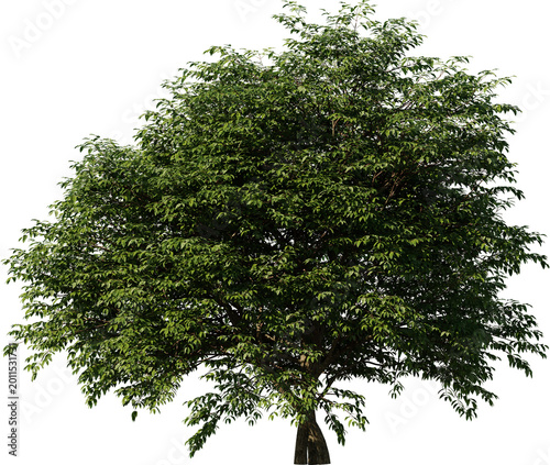 tree, isolated, green, nature, white, plant, branch, leaf, summer, forest, single, oak, leaves, environment, one, trunk, wood, spring, natural, foliage, big, life, growth, season, 3d