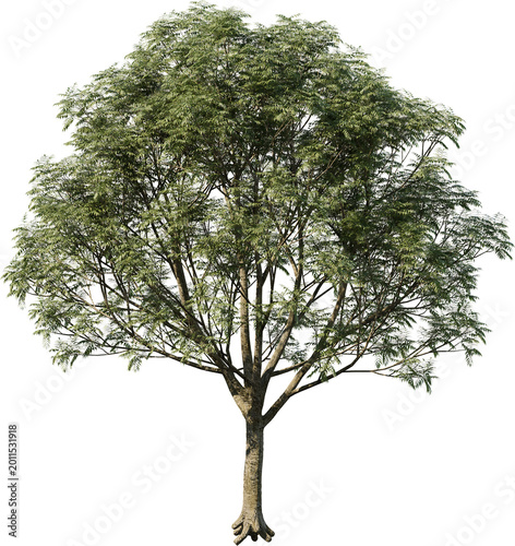tree, isolated, green, nature, white, plant, branch, leaf, summer, forest, single, oak, leaves, environment, one, trunk, wood, spring, natural, foliage, big, life, growth, season, 3d