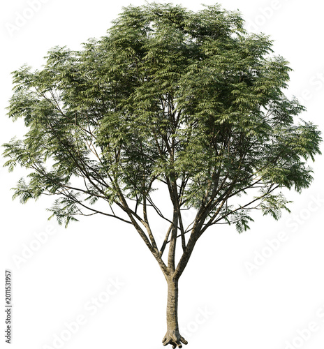 tree, isolated, green, nature, white, plant, branch, leaf, summer, forest, single, oak, leaves, environment, one, trunk, wood, spring, natural, foliage, big, life, growth, season, 3d