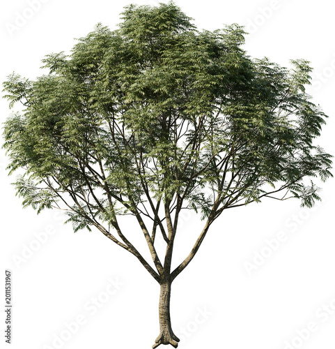 tree, isolated, green, nature, white, plant, branch, leaf, summer, forest, single, oak, leaves, environment, one, trunk, wood, spring, natural, foliage, big, life, growth, season, 3d