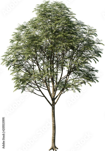 tree, isolated, green, nature, white, plant, branch, leaf, summer, forest, single, oak, leaves, environment, one, trunk, wood, spring, natural, foliage, big, life, growth, season, 3d