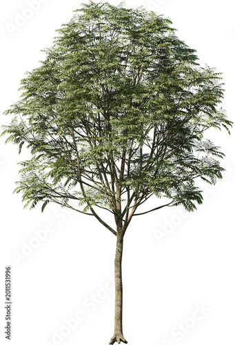 tree, isolated, green, nature, white, plant, branch, leaf, summer, forest, single, oak, leaves, environment, one, trunk, wood, spring, natural, foliage, big, life, growth, season, 3d