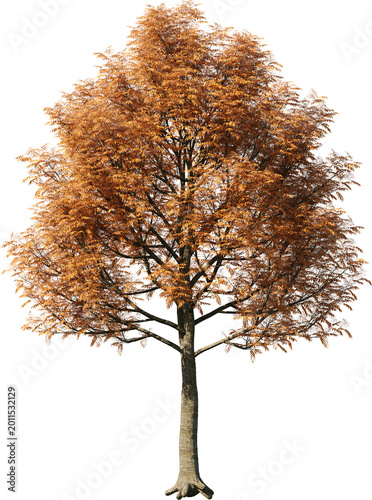 tree, isolated, green, nature, white, plant, branch, leaf, summer, forest, single, oak, leaves, environment, one, trunk, wood, spring, natural, foliage, big, life, growth, season, 3d