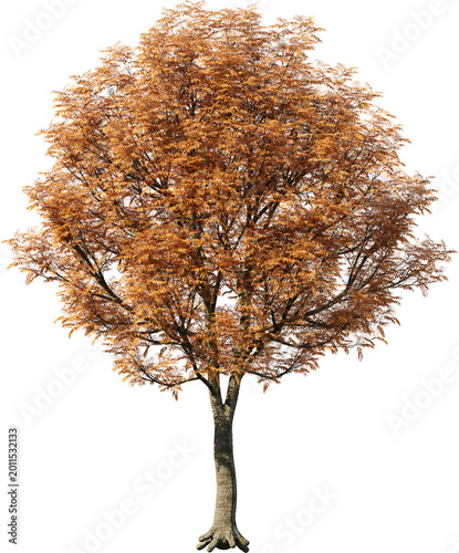 tree, isolated, green, nature, white, plant, branch, leaf, summer, forest, single, oak, leaves, environment, one, trunk, wood, spring, natural, foliage, big, life, growth, season, 3d