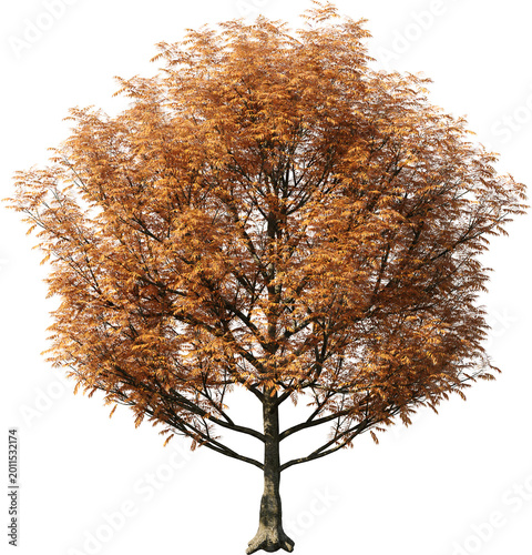 tree, isolated, green, nature, white, plant, branch, leaf, summer, forest, single, oak, leaves, environment, one, trunk, wood, spring, natural, foliage, big, life, growth, season, 3d