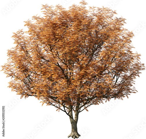 tree, isolated, green, nature, white, plant, branch, leaf, summer, forest, single, oak, leaves, environment, one, trunk, wood, spring, natural, foliage, big, life, growth, season, 3d