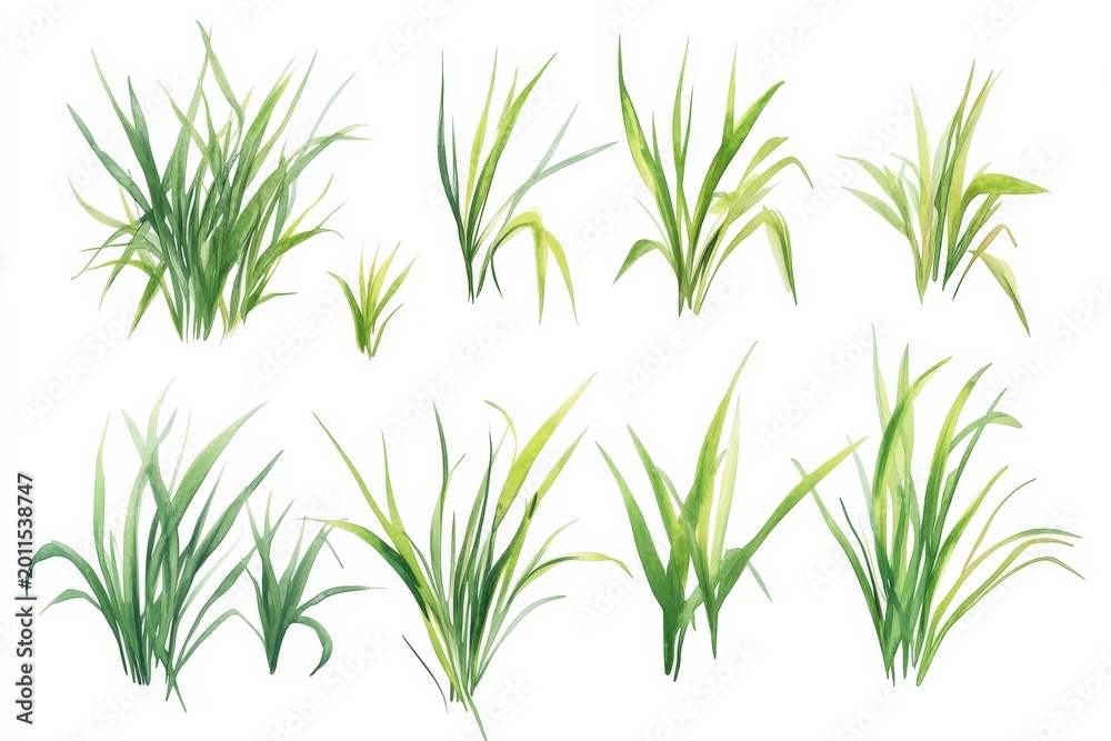 Fototapeta premium Different types of green grass drawn in a simple style on a white background showing various shapes and sizes of grass