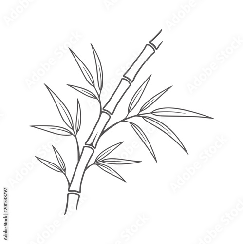 Fotografija Delicate line of a bamboo stalk with leaves stem plant