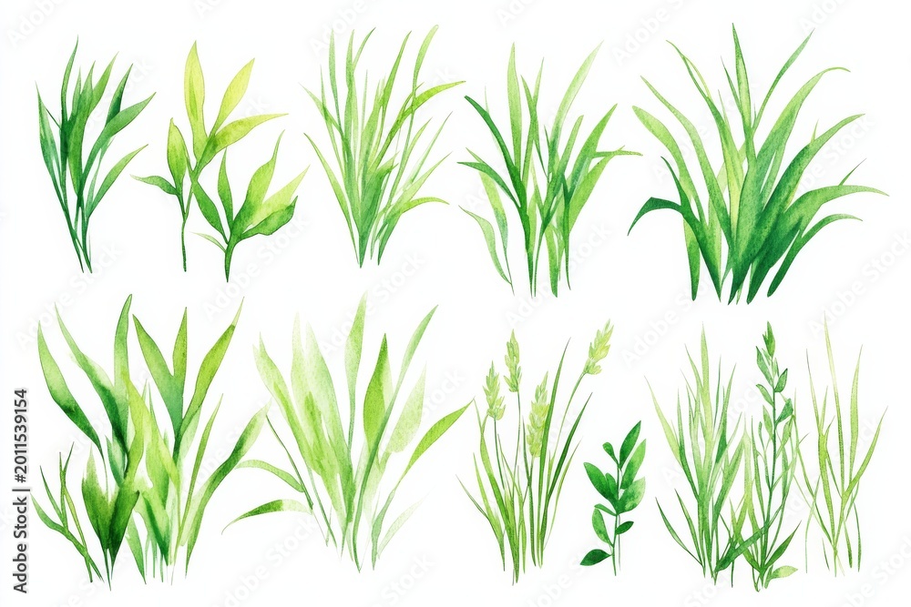 Fototapeta premium Different types of green grass and plant leaves arranged in a simple style on a white background