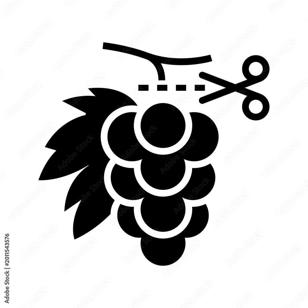 Obraz premium Grape harvest icon. Agriculture and viticulture filled symbol. Black and white.