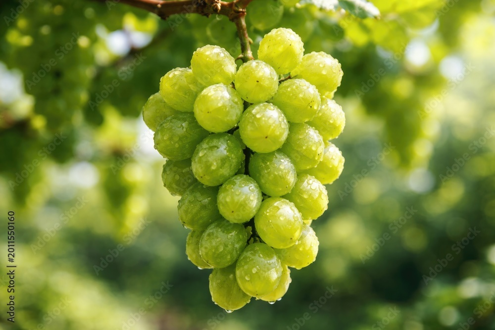 Obraz premium Vibrant Shine Muscat grape cluster showing natural shine and texture