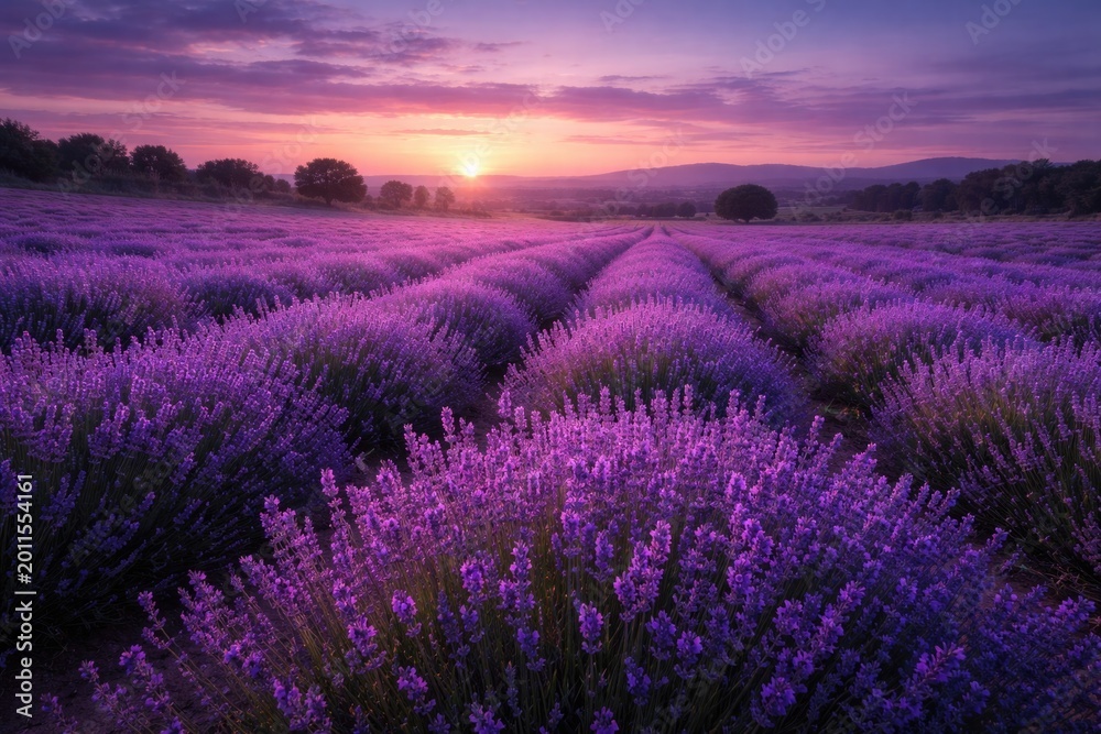 Fototapeta premium Twilight scene of endless lavender blossoms with fading sunlight