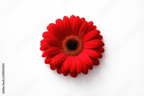 Bright red flower centered ...
