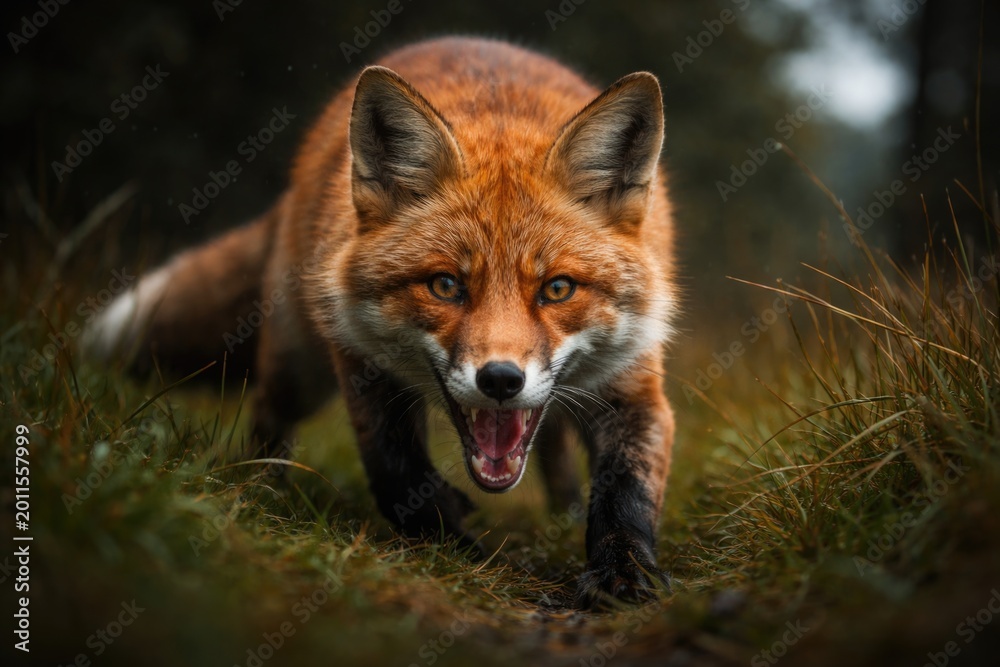Obraz premium vibrant fox demonstrating open mouth stalking its intended prey