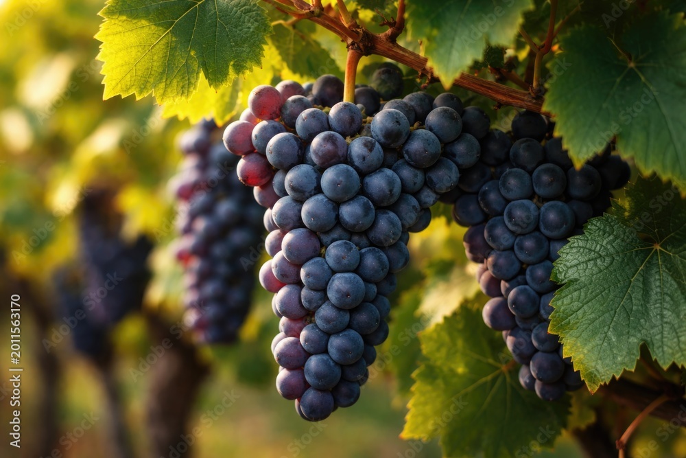 Fototapeta premium Closeup of Pinot Noir grape bunches growing among green leaves