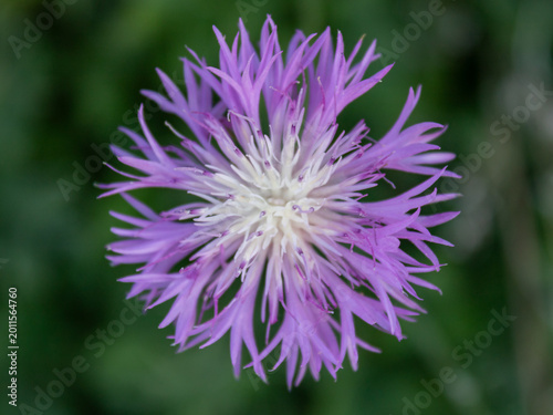 Billede på lærred Detailed purple knapweed flower head in natural summer light