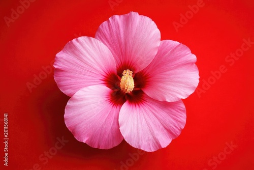 Single Pink Hibiscus Syriac...