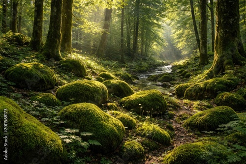 Sunlit woodland environment...