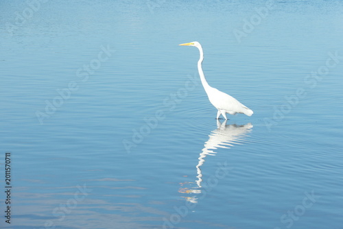 Garça na lagoa espelhada 