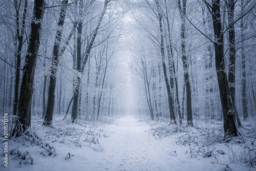 Tranquil frosty forest land...